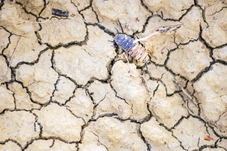 Small unidenfied bug creature on dry deserted gound in vashlovani national parkの写真素材