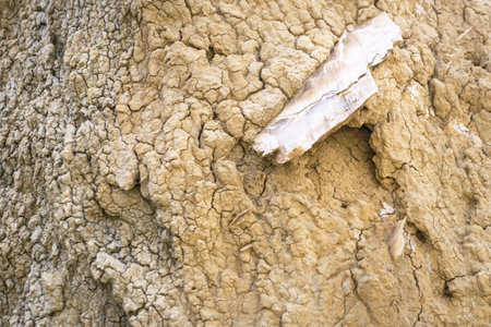 Small beautiful crystal formation on the ground . VAshlovani national park flora and fauna.の写真素材