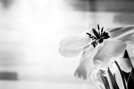 Macro close up view tulip with opened petals. Left side blank copypaste black flower backgroundの写真素材