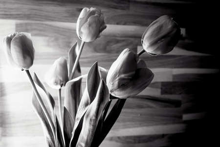 Black and white tulp flower background with wooden texture backgroundの写真素材