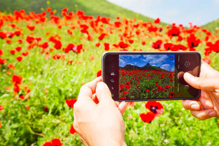 Close up view hand holds smart phone with flowers in display outdoors in poppy flower field. Smartphone photography and content creation concept.の写真素材