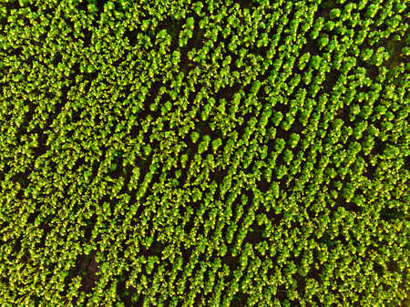 Top down aerial view crop green field sunflowers outdoorsの写真素材