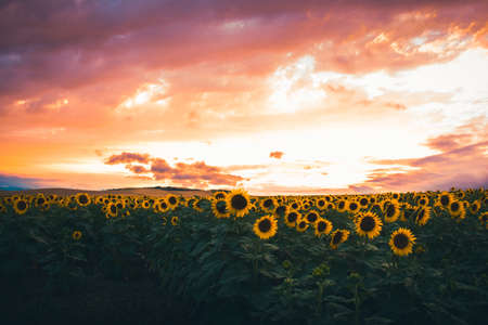 Panorama of Field of blooming sunflowers vibrant background sunset.Purple sunset dramatic skiesの写真素材
