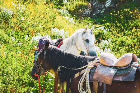 White brown horse stand in nature hiking trail in Lagodekhi national park. Black rock lake horse ride activityの写真素材