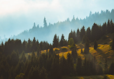 Fir tree forest background in autumn with misty weather. Nature outdoors landscapeの写真素材