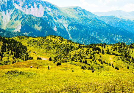 Shuamta, Georgia - 28th july, 2022: Village people in remote mountains pick natural Helichrysum arenarium flower heads for medical use and for sale to pharmaceutic businessの写真素材