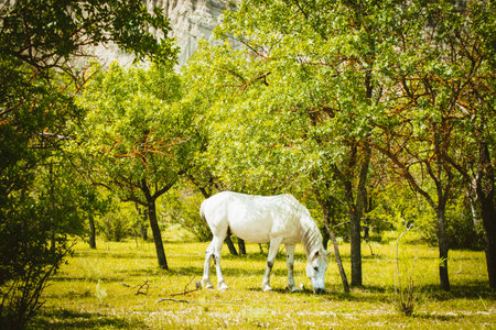 Beautiful white majestic white horse eat grass in springtime. VAshlovani national park in Georgiaの写真素材