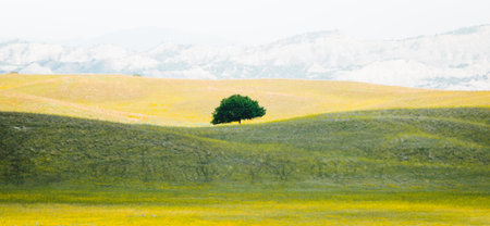 Single green tree on hill alone in springtime surrounded by yellow blooming field of flowers.Banner spring nature background. Vashlovani national parkの写真素材