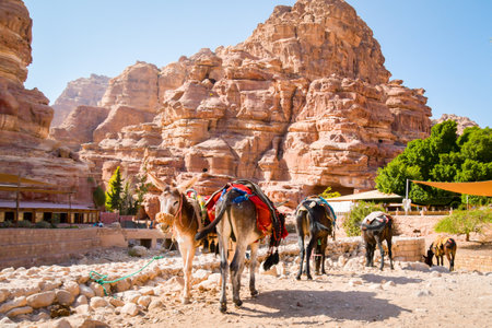 Beautiful donkeys with colorful decorations rest in Petra historical landmark in hot sunny dayの写真素材