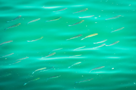 Fish swim in clear turquoise water in persian gulf, middle east