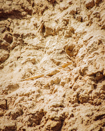 Common lizard hide blends camouflage on rocks in pantishara gorge. VAshlovani national park in...