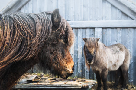 Close up beautiful brown icelandic horse face look to camera on field in snowy winter day in nature outdoors aloneの写真素材