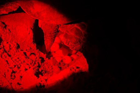 Close up green sea Turtle Laying Eggs on Sri Lanka Rekawa Beach at Night illuminated by red infrared...