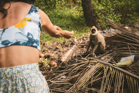 Woman tourist offers banana fruit to wild tufted gray langur in southern Sri Lanka forest clearing...