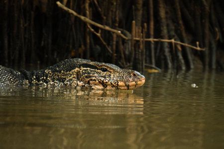 Close up Water monitor swims through murky river in dense mangrove forest near Tangalle, Sri Lanka, with sharp focus on reptile head and scaly skinの写真素材