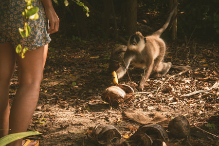 Tufted gray langur grabs banana from human hand in tropical forest clearing with coconuts on ground...