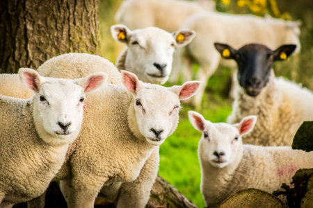 Close-up lovely curious sheep and lambs standing together in rural meadow in UK countryside showing wool texture, farm animals, and spring season livestock sceneの写真素材