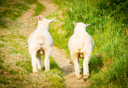 Rear view of two young cute adorable lambs walking on countryside path representing innocence friendship rural life and future journeyの写真素材