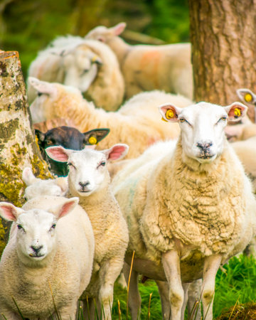 Close-up lovely curious sheep and lambs standing together in rural meadow in UK countryside showing wool texture, farm animals, and spring season livestock sceneの写真素材