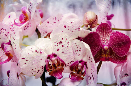 Orchids close-up in drops of water.の写真素材