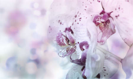 Postcard with beautiful orchids for the holidayの写真素材