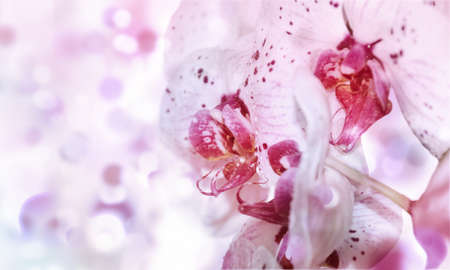Postcard with beautiful orchids for the holidayの写真素材
