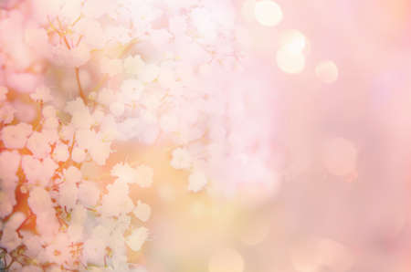 Abstract background with a branch of baby's breath.の写真素材