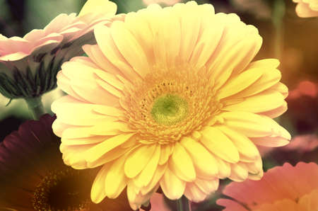 Bright yellow gerbera closeup.の写真素材