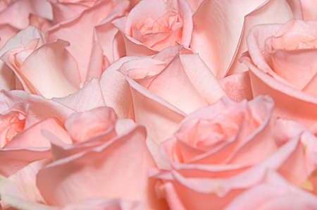 Bunch of pink roses closeup. For a wide use in your design.の写真素材