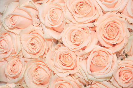 Delicate rose for the background, cards, greetings, advertising and printing products.の写真素材