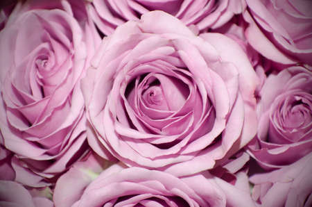 Bouquet light magenta roses for your design.の写真素材