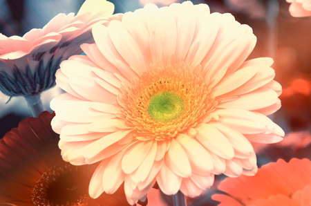 Bright yellow gerbera closeup.の写真素材