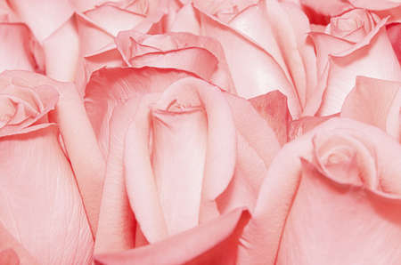 Bunch of pink roses closeup. For a wide use in your design.の写真素材