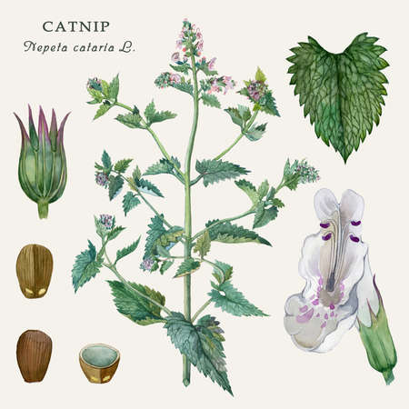 Botanical illustration of the culinary and healing plant Catnip (Nepeta cataria L.) Watercolor...