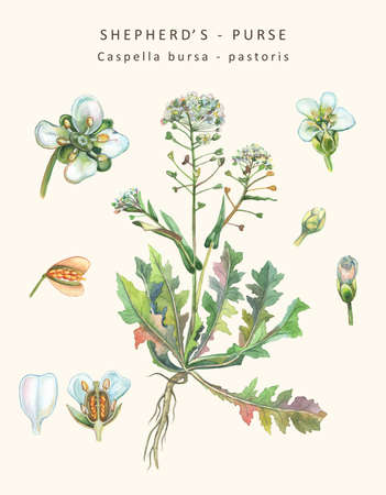 Botanical illustration of a herb of Shepherds purse (Capsella bursa-pastoris). Watercolor drawing.の写真素材