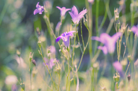 Field hand bells on a tinted blurred background. Photo retro. Macro. The gentle background image for creative work.の写真素材