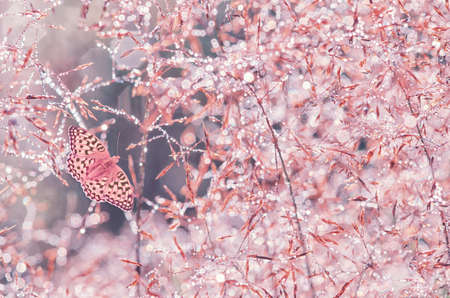 Blades in morning dew with a butterfly. Macro, creative processing. It is possible to use as a card, a background as an element of your design.の写真素材