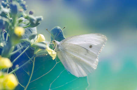 The butterfly the white butterfly( Pieridae ) close up sits on the blossoming cabbage. Macro. Blurred gentle background.の写真素材