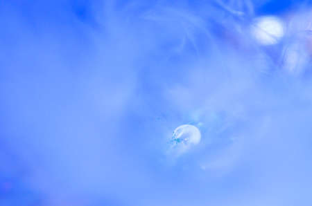 Plumelet with a drop and spangles in blue light. An elegant New Years, abstract, Christmas, festive...