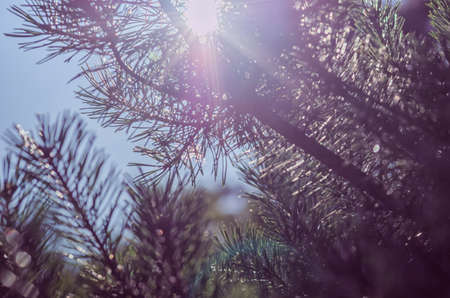 Spruce branches in the setting sun. Festive background with bokeh for new year and Christmas greeting cards, posters, flyers, calendars, and for any creative work.の写真素材