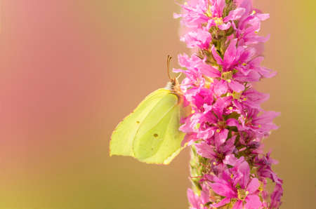 The yellow butterfly Limonite or common brimstone (Gonepteryx rhamni) of limonniyets close up sits on the lilac blossoming flower. Macro. Blurred background.の写真素材