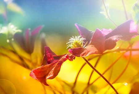 Clematis flower closeup.Macro. Sunny blurred background, summer theme.の写真素材
