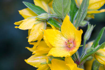 Perennial ornamental yellow plant a close up of Loosestrife (Lysimachia punctata) on a dark blue background. Macro.の写真素材