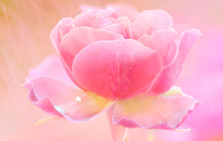 Gentle pink rose close up on an artistic blurred background.の写真素材