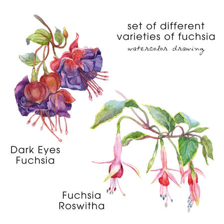 Watercolor illustration of different varieties of fuchsia flower. Set of several varieties of fuchsia. Handmade watercolor illustration. The picture has a description for each flowerの写真素材