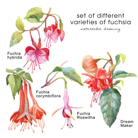 Watercolor illustration of different varieties of fuchsia flower. Set of several varieties of fuchsia. Handmade watercolor illustration. The picture has a description for each flowerの写真素材