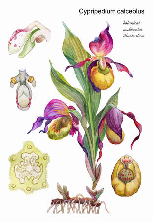 Cypripedium calceolus. Orchid family. Forest herb. Watercolor botanical illustration.の写真素材