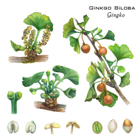 Botanical illustration of the cosmetic and medicinal plant of Ginkgo Biloba. Presented are fruits, seeds, male and female plants of Gingko. Watercolor drawing, classic, retro.の写真素材