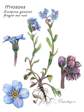Flower forget-me-not, Myosotis or Scorpion grasses. Detailed naturalistic watercolor illustration.の写真素材