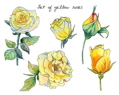 Watercolor set of yellow roses with black liner. Isolated on white background. Flower elements from buds, leaves and flowering plants. Botanical illustration.の写真素材